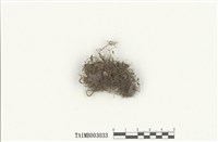 藏品(羊角苔屬)的圖片